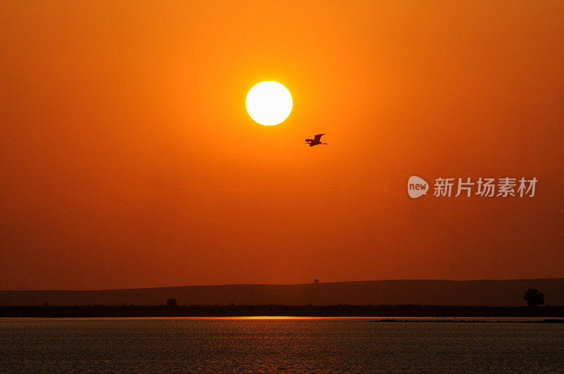 苍鹭鸟在日落时飞过大海