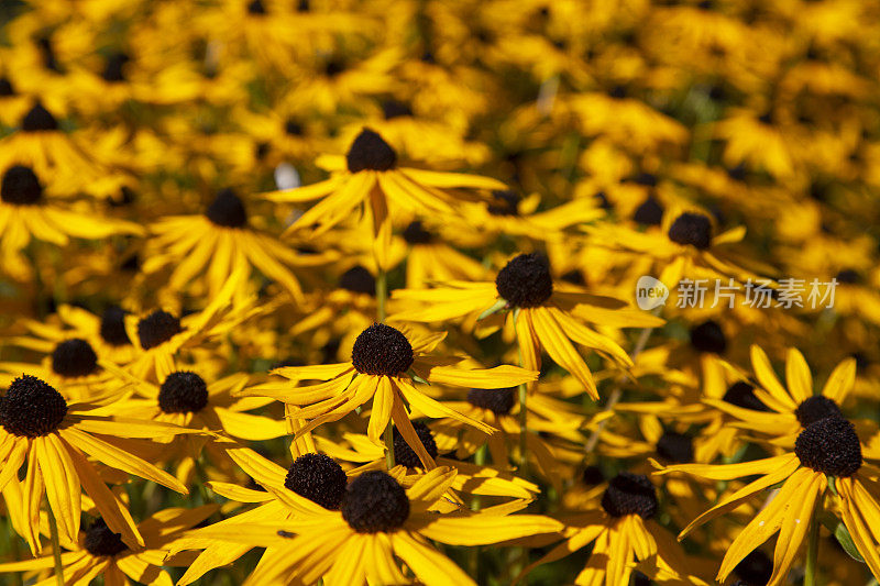 黑眼苏珊(Rudbeckia)花在花园里盛开