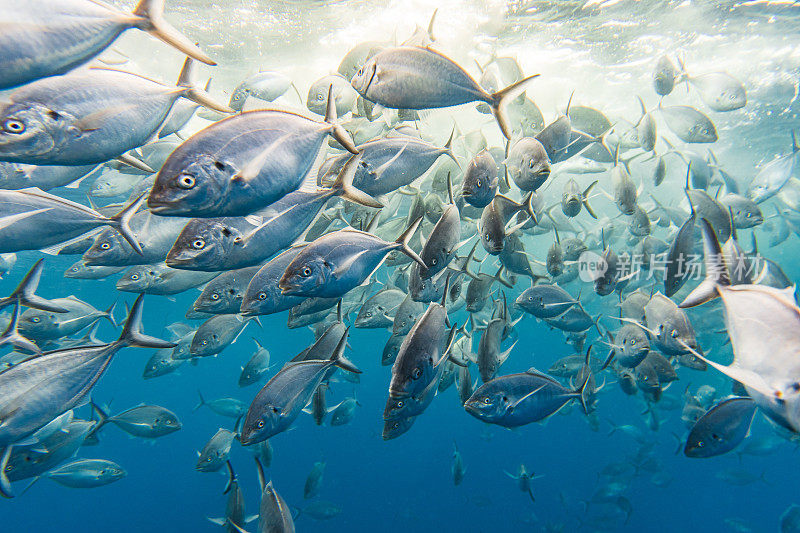 一大群银杰克大眼鲹鱼在清澈的蓝色水中疯狂进食
