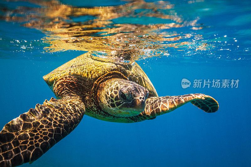 从水下看，在海洋表面附近游泳的绿海龟