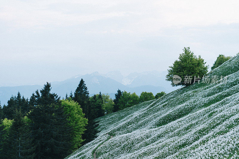 穿过山间野生水仙花的小路