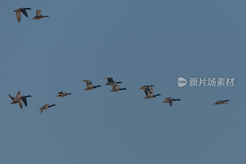 一群野鸭飞过美国蒙大拿州，北美