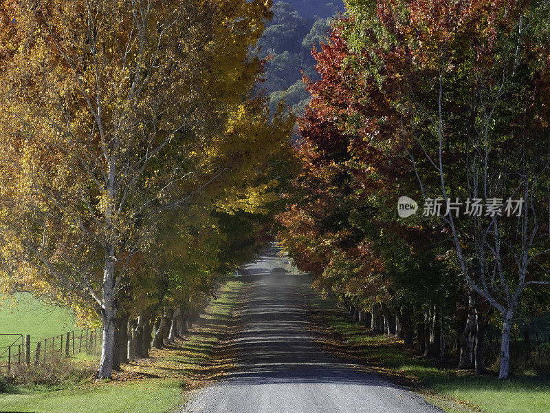 秋树土路