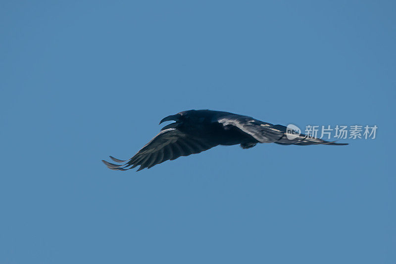 北美西部蒙大拿州飞行中的乌鸦