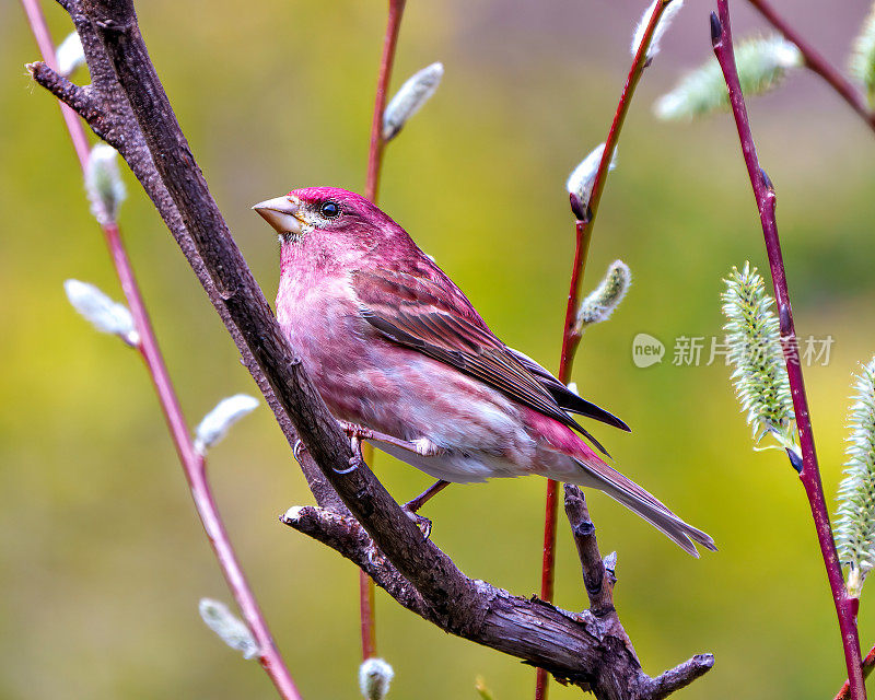 紫雀图片。雄性特写侧视图栖息在叶芽枝在其环境和栖息地周围的彩色背景，在春天。芬奇的画面。