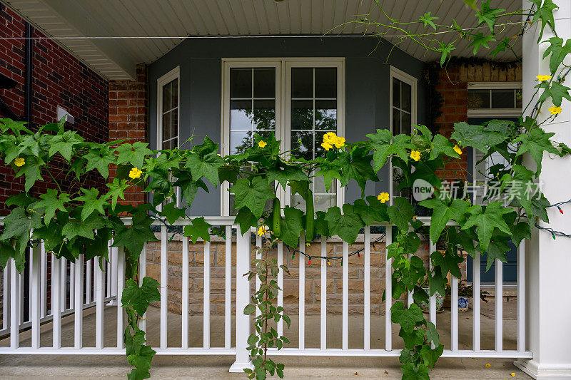 加拿大的菜园——丝瓜从前廊的扶手上垂下来