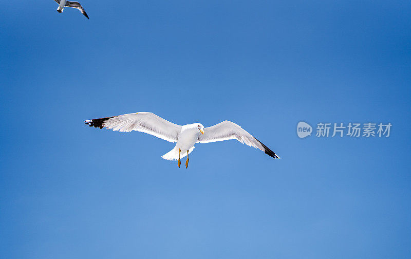 飞行中的海鸥