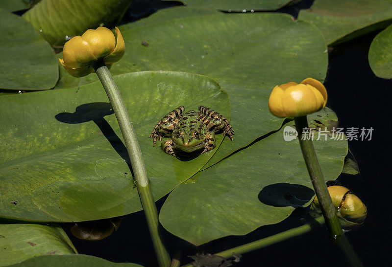 睡莲花和绿叶的形象