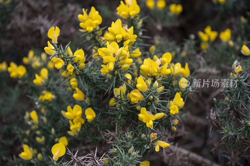 生长在苏格兰高地的黄金雀花