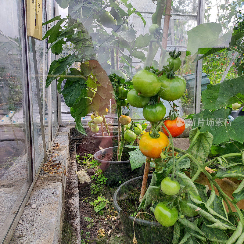 种植在藤上的自家番茄