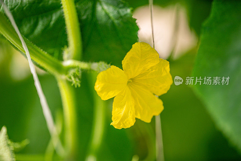 温室里的黄瓜花，特写