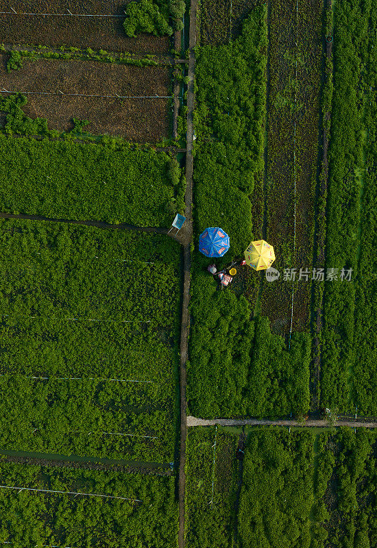 农民在收获蔬菜时用彩色雨伞遮挡阳光，天江省