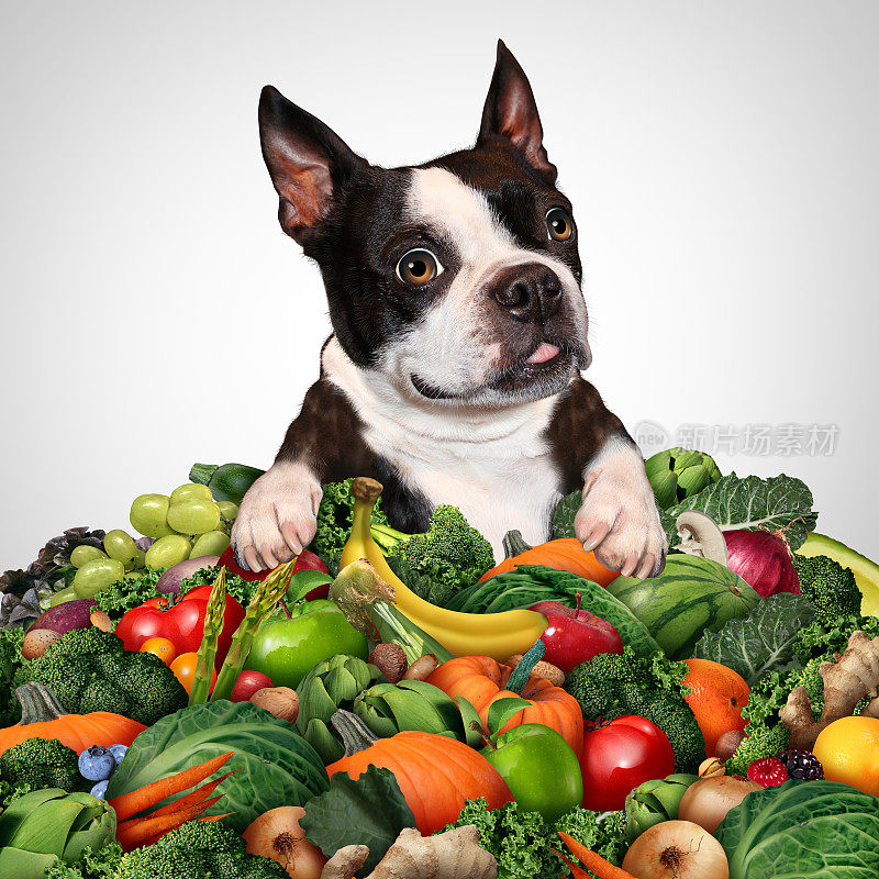 狗狗素食营养
