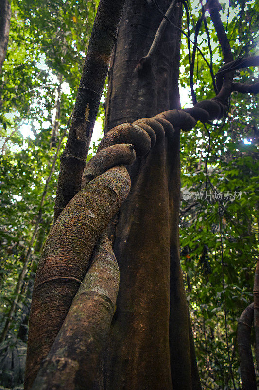 扎根在一个绿色盛开的亚洲热带雨林与热带雨林的树木为背景。