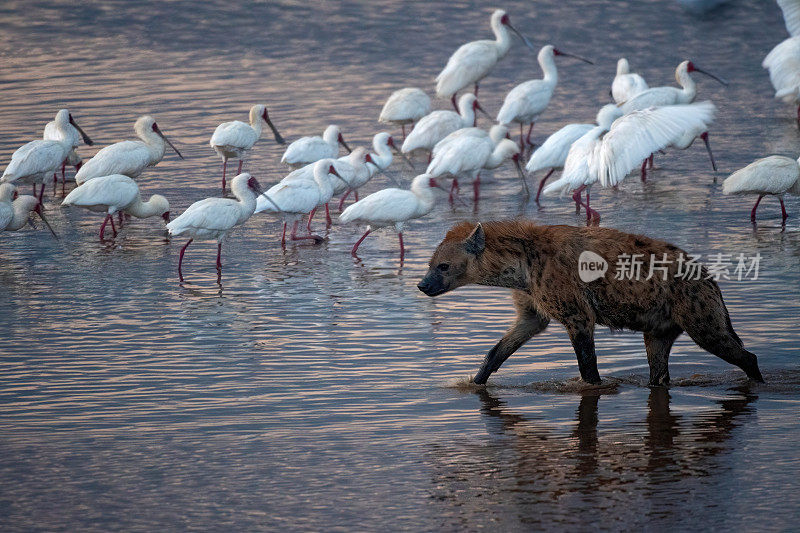 小心——一只斑点鬣狗正与一群白色hihib一起穿过池塘——肯尼亚纳库罗湖