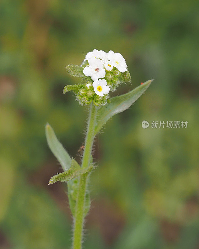 隐花属植物的头状花序