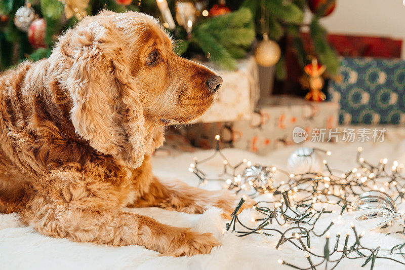 狗狗对圣诞树玩具感兴趣，新年假期概念。可爱的浅色西班牙猎犬坐在装饰杉树旁边，圣诞树。圣诞图片，树和灯的背景。圣诞快乐，新年快乐。