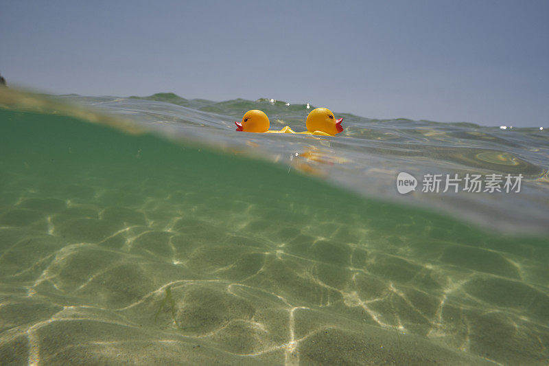 在一个阳光明媚的夏日，两只橡皮鸭漂浮在康沃尔郡佩顿温德海滩清澈的蓝色大海上。