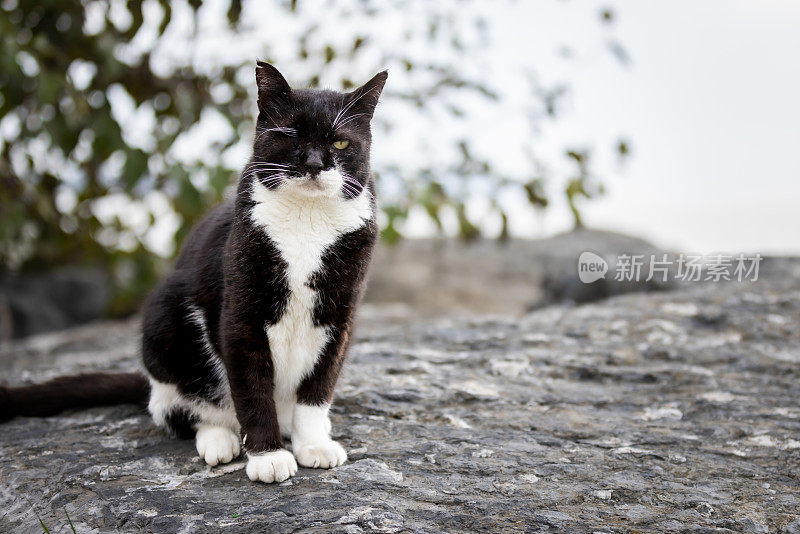 一只眼睛受伤的黑色流浪猫。