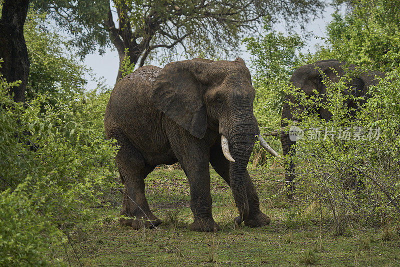 单身的雄性非洲象群