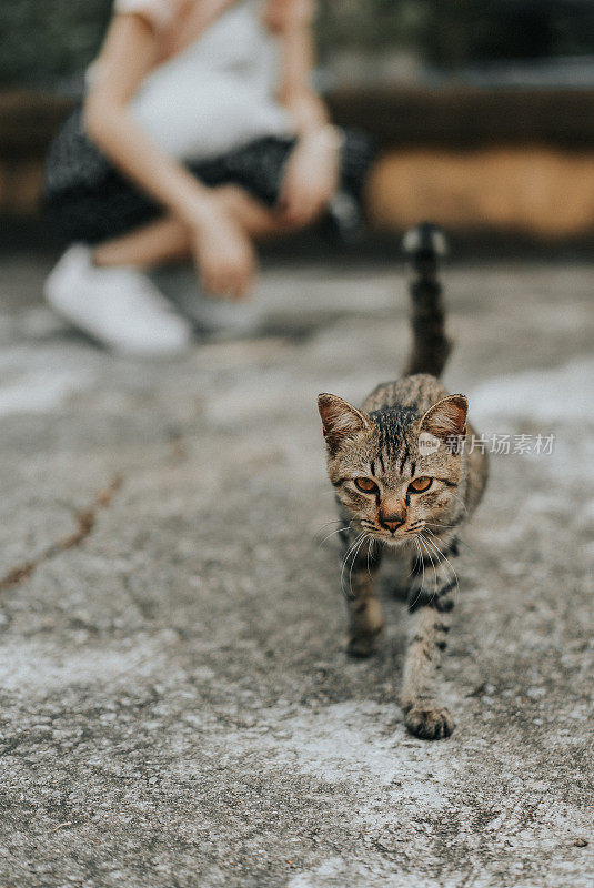 一个女人抚摸着街上的猫