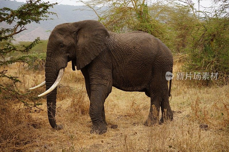 非洲野生动物——一只成年象