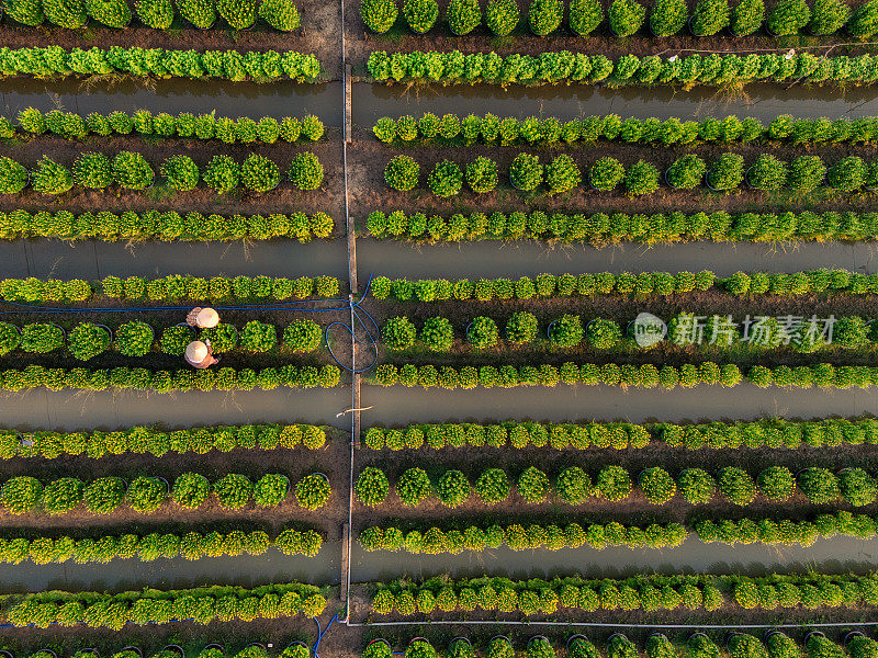 鸟瞰越南美苴的美峰花园。它在湄公河三角洲很有名，准备在春节期间把鲜花运到市场上出售