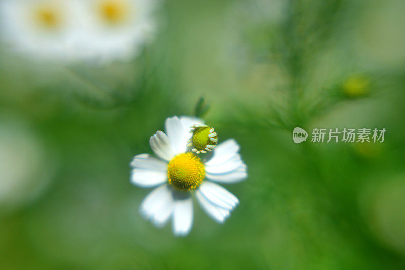 菊花菊花(洋甘菊)花