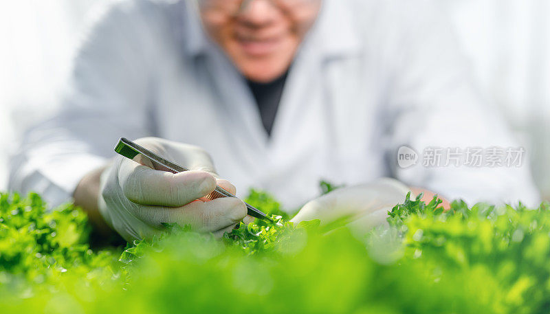 农学家检验结果基因组技术的有机植物。研究新的实验室遗传生物学。