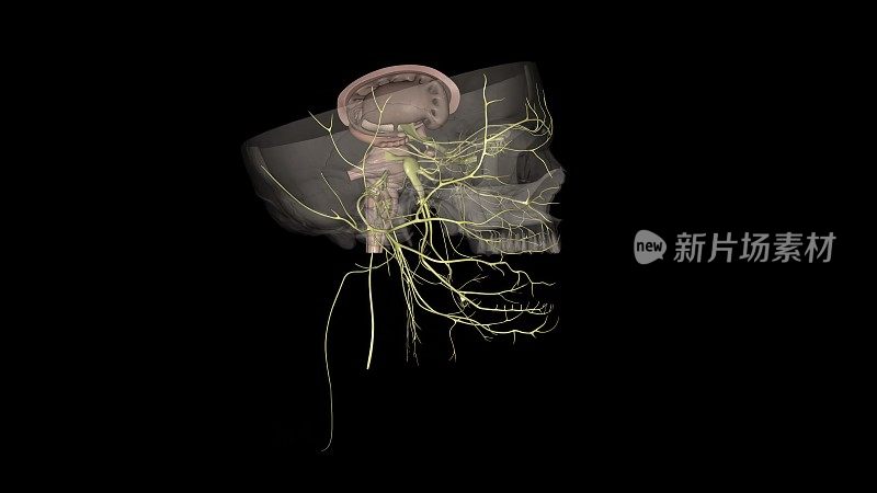 脑神经是位于大脑后部的一组12对神经