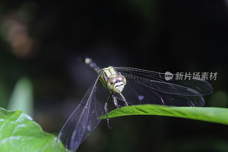 蜻蜓栖息在树叶上