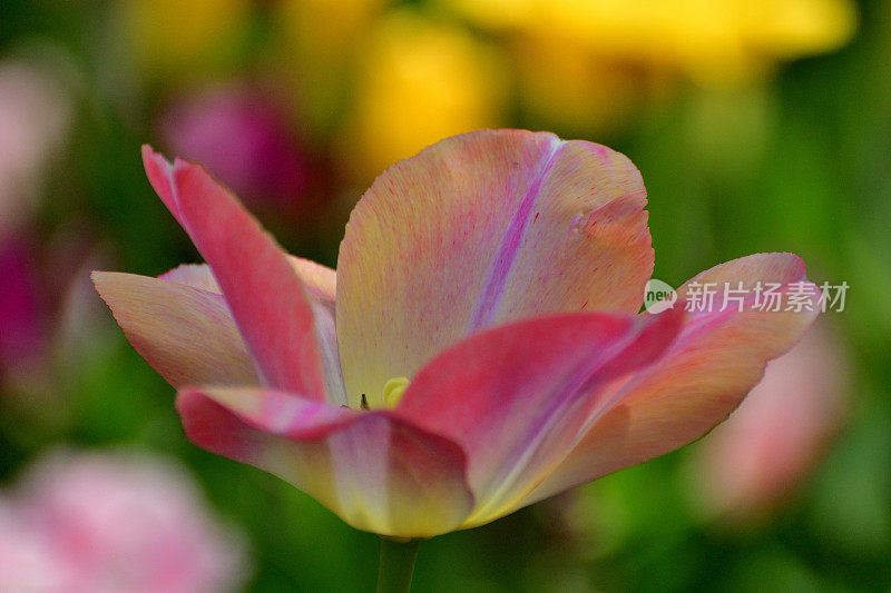 在昭和纪念公园盛开的郁金香花:彩色背景的一朵花