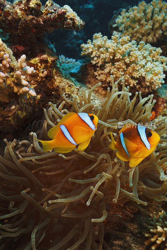 海洋生物。珊瑚礁水下场景与海葵和两个海葵鱼鱼小丑鱼。水肺潜水员的观点。