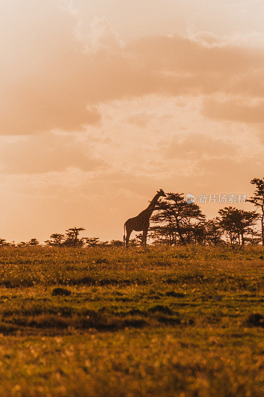 在奥佩杰塔保护区，孤独的长颈鹿映衬着火红的日落天空