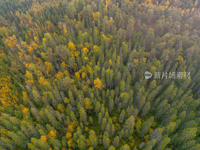 秋季针叶林的冠层