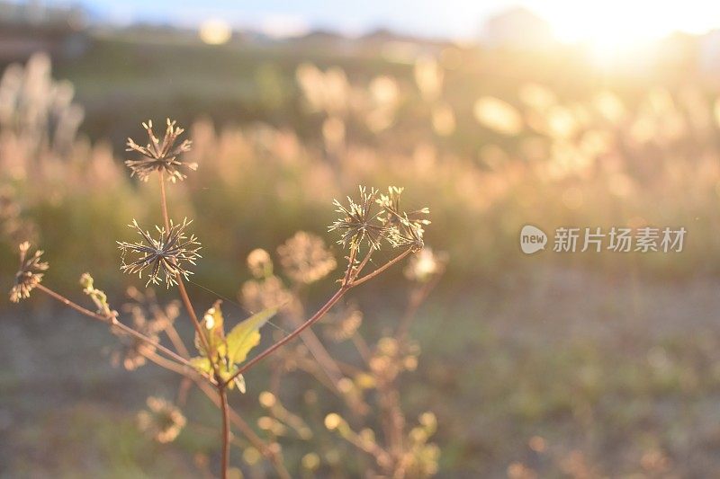 特写枯萎的田野草