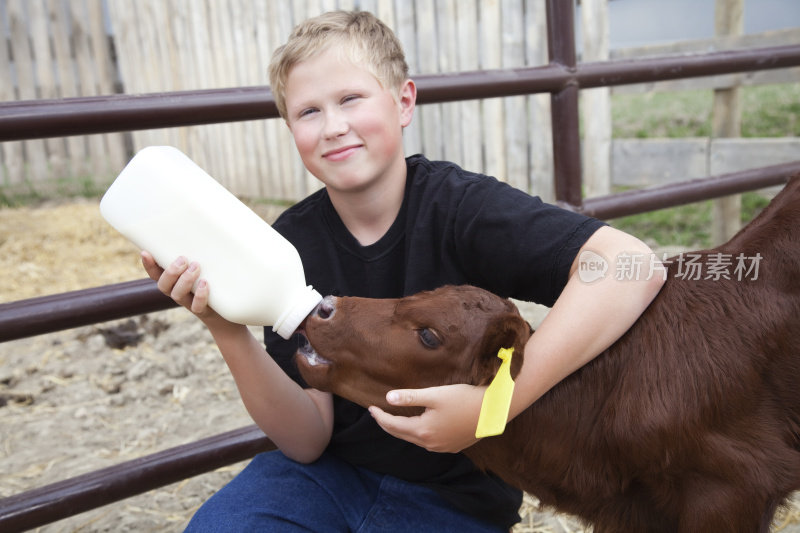男孩用奶瓶喂小牛