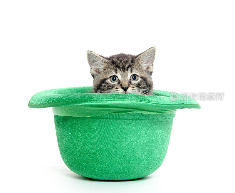 可爱的小猫在绿色的帽子