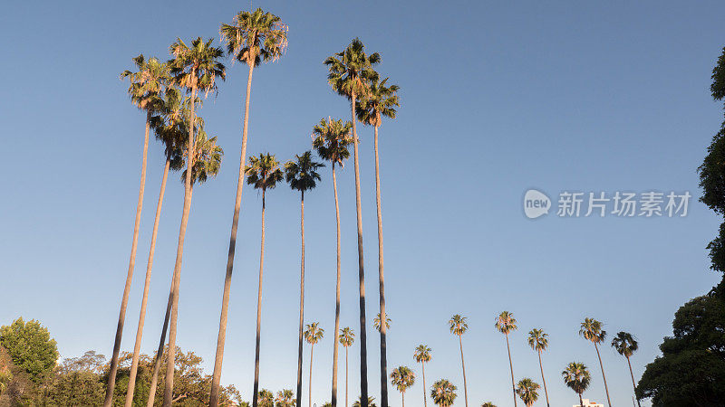 棕榈树拍摄4k高分辨率