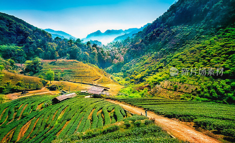 泰国清迈，昂康山上的茶园