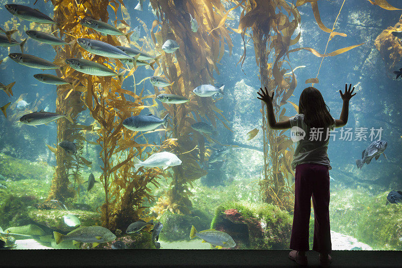 小女孩站在大型水族馆观察玻璃前