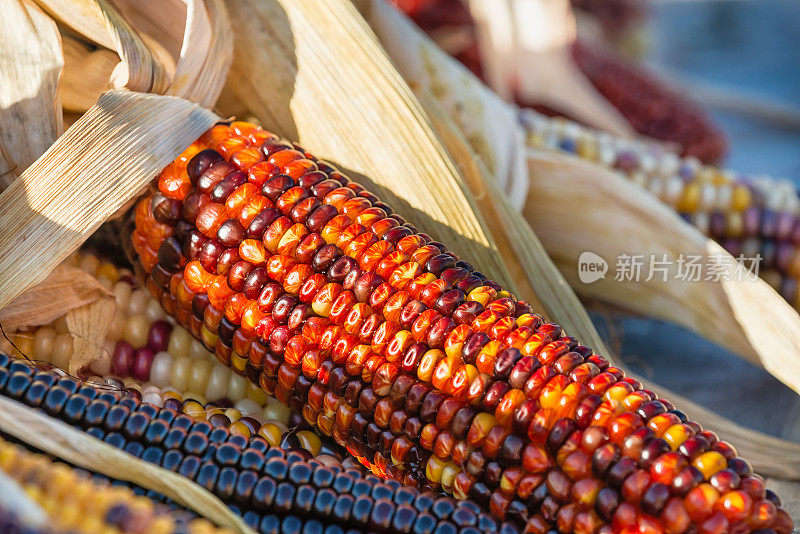 秋天印第安玉米的特写