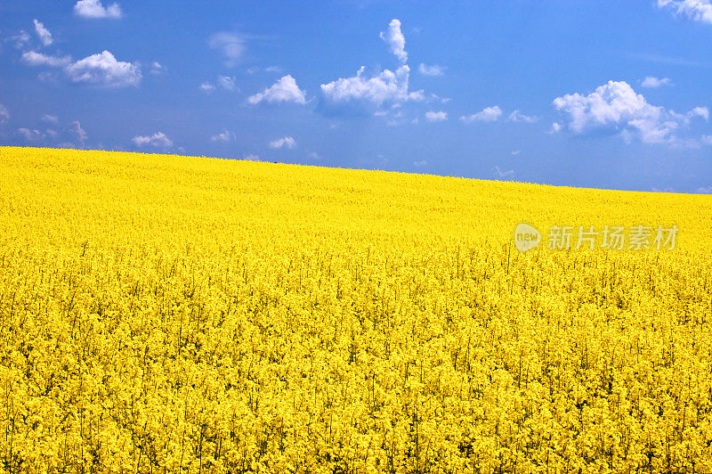 绿色燃料用油菜