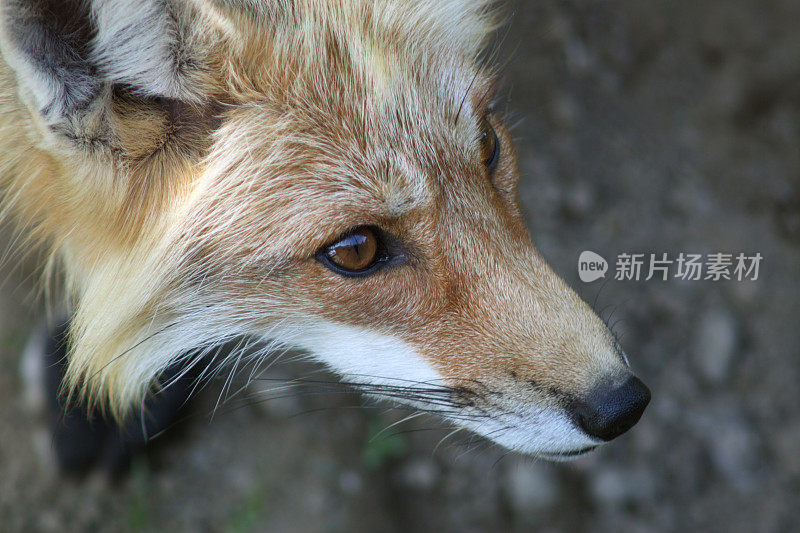 红狐狸特写