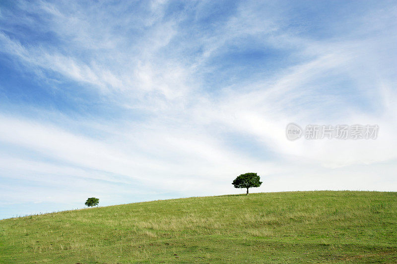 两棵树