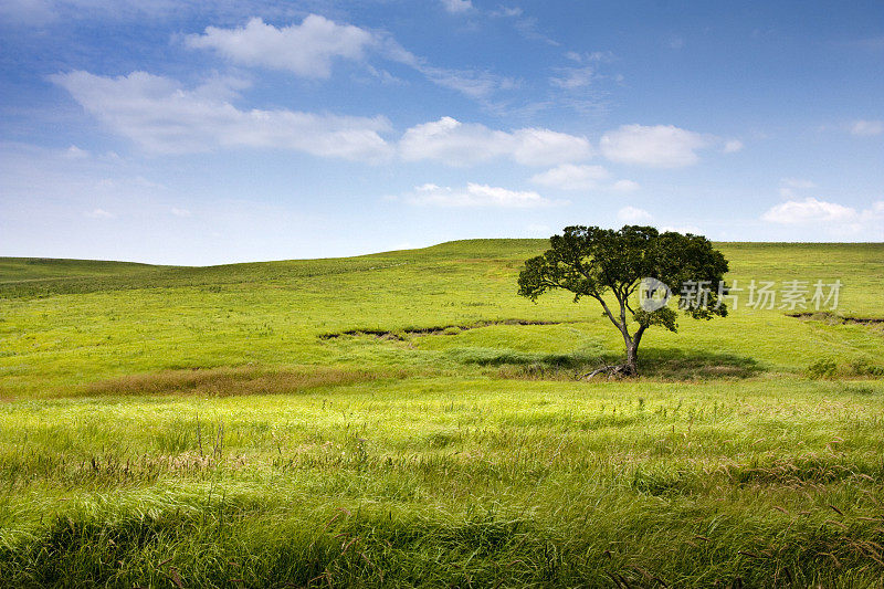 宁静的风景，起伏的山丘，单棵树，堪萨斯高草草原保护区