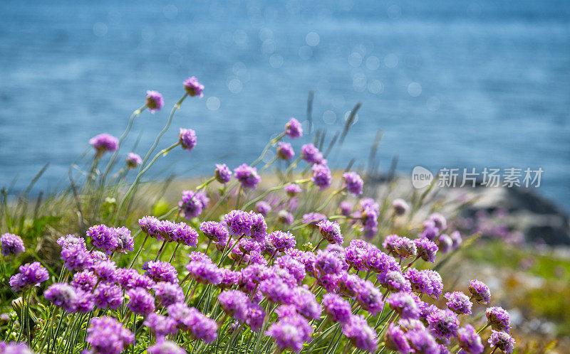 海节俭的花