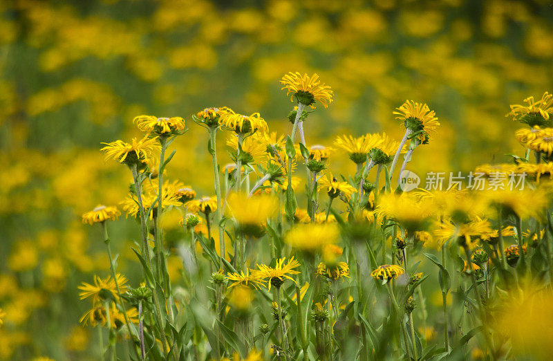 黄色雏菊野花的田野