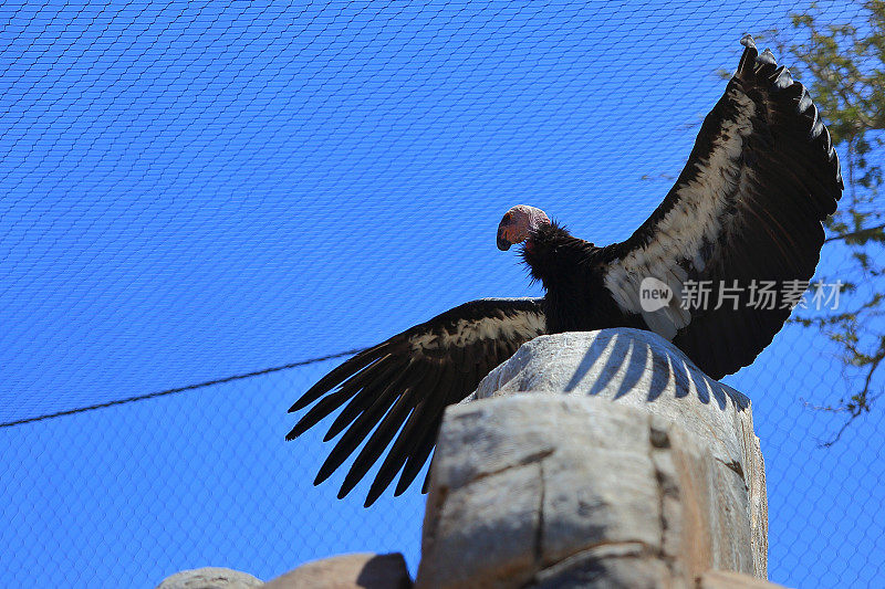 加利福尼亚秃鹰令人印象深刻的翅膀