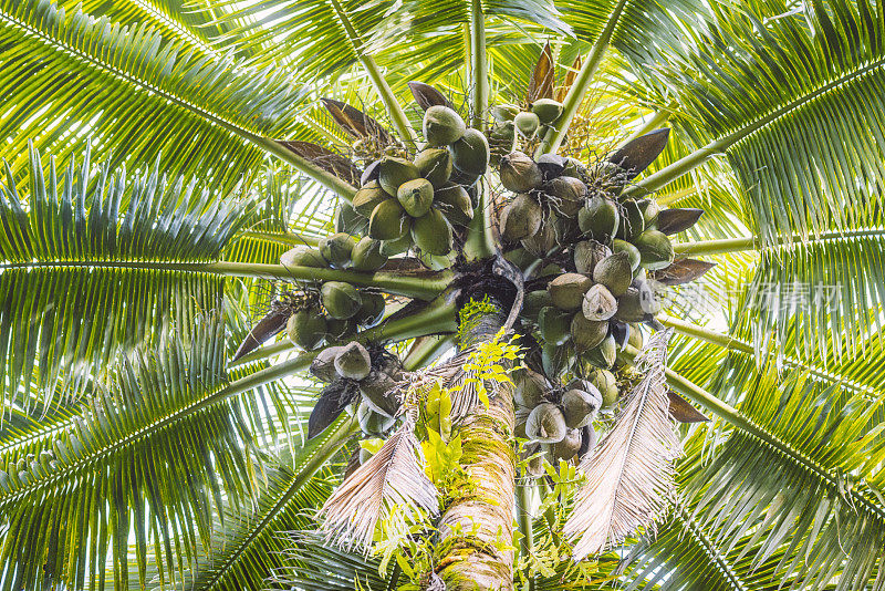 夏威夷科纳椰子树的低角度视图
